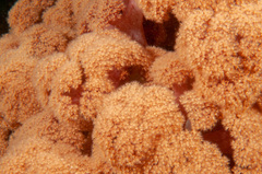 Dendronephthya australis