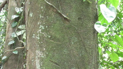 Pera arborea
