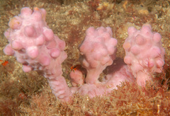 Pyura spinifera