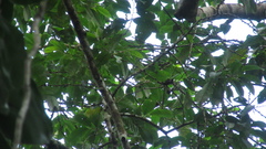 Pera arborea