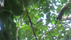 Pera arborea