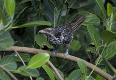 Eudynamys scolopaceus