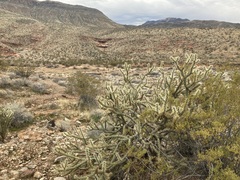 Cylindropuntia acanthocarpa acanthocarpa