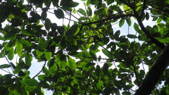 Pera arborea