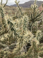 Cylindropuntia acanthocarpa acanthocarpa