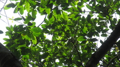 Pera arborea