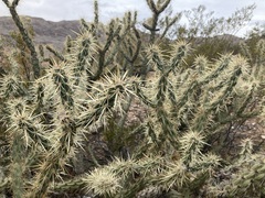 Cylindropuntia acanthocarpa acanthocarpa