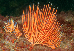 Sphaerokodisis australis