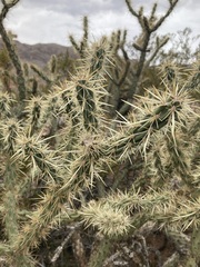 Cylindropuntia acanthocarpa acanthocarpa