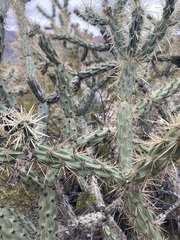 Cylindropuntia acanthocarpa acanthocarpa