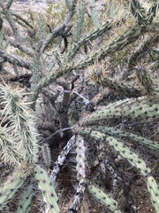 Cylindropuntia acanthocarpa acanthocarpa