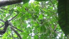 Pera arborea