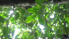 Pera arborea