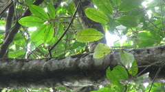 Pera arborea