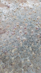 Psorothamnus emoryi emoryi