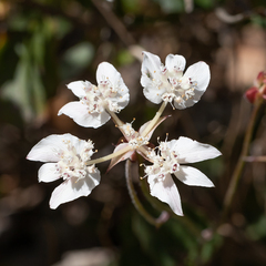 Xanthosia rotundifolia