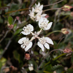 Xanthosia rotundifolia
