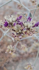 Psorothamnus emoryi emoryi