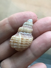 Cancellaria cooperii