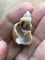 Cancellaria cooperii