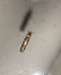 Hydrobiosidae