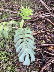 Melianthus