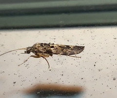 Hydrobiosidae