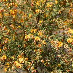 Bossiaea linophylla