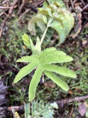 Melianthus