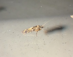 Hydrobiosidae