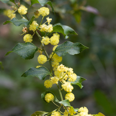 Acacia urophylla