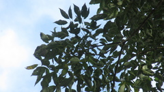 Handroanthus guayacan