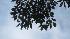 Handroanthus guayacan