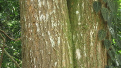 Handroanthus guayacan