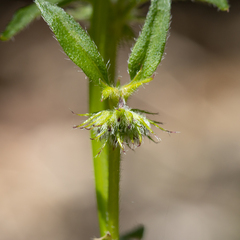 Opercularia hispidula