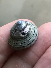 Calliostoma tricolor
