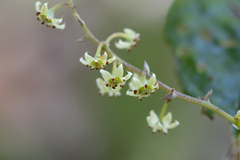 Trymalium odoratissimum