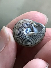 Calliostoma tricolor
