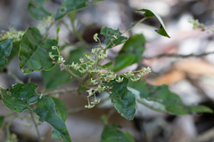 Trymalium odoratissimum