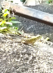 Sceloporus malachiticus