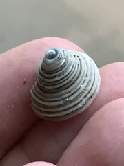 Calliostoma canaliculatum