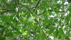 Handroanthus guayacan