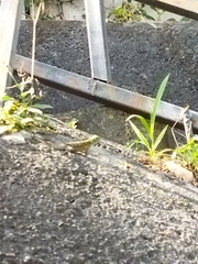 Sceloporus malachiticus