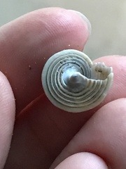 Calliostoma canaliculatum