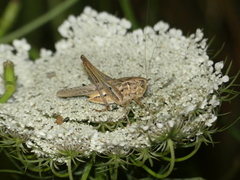 Platycleis affinis