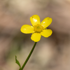 Ranunculus colonorum