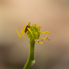 Ranunculus colonorum