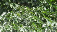 Handroanthus guayacan