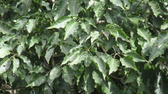 Handroanthus guayacan