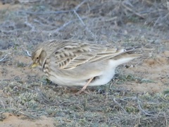 Melanocorypha calandra